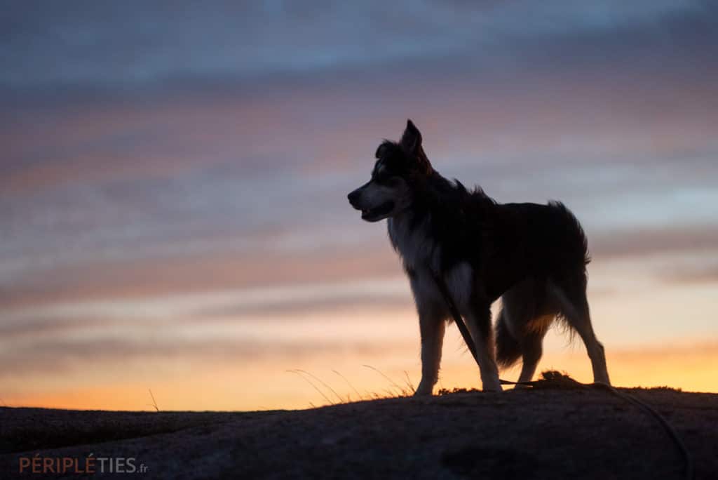 chien border collie