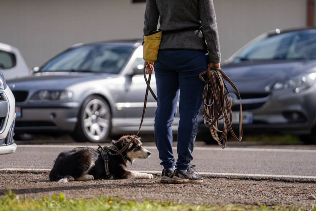 chien voiture route