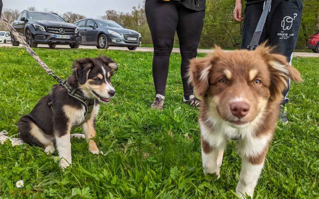 border collie berger australien